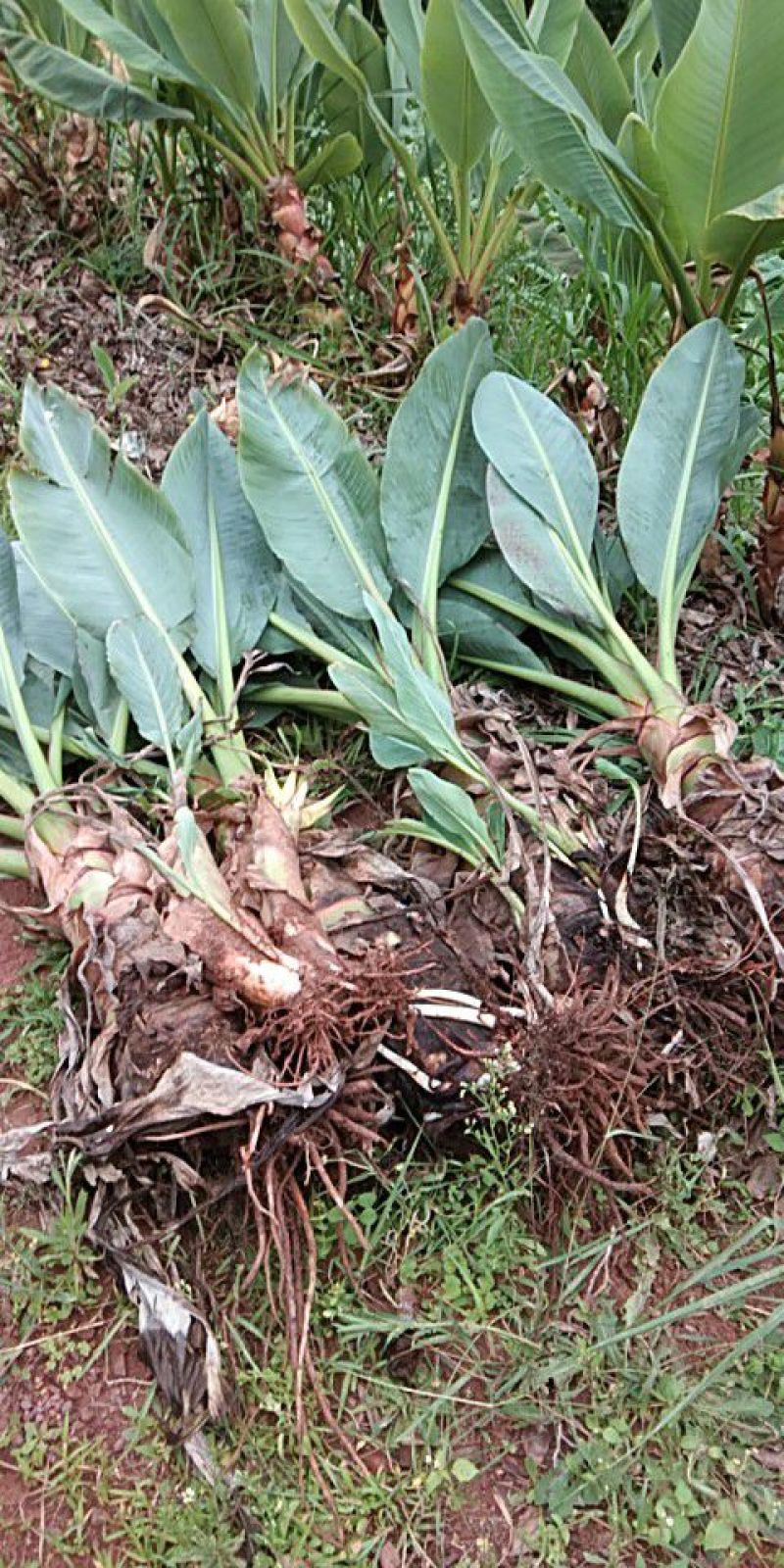 花卉苗木地涌金莲千瓣莲花货量有限喜欢的可以提前预定