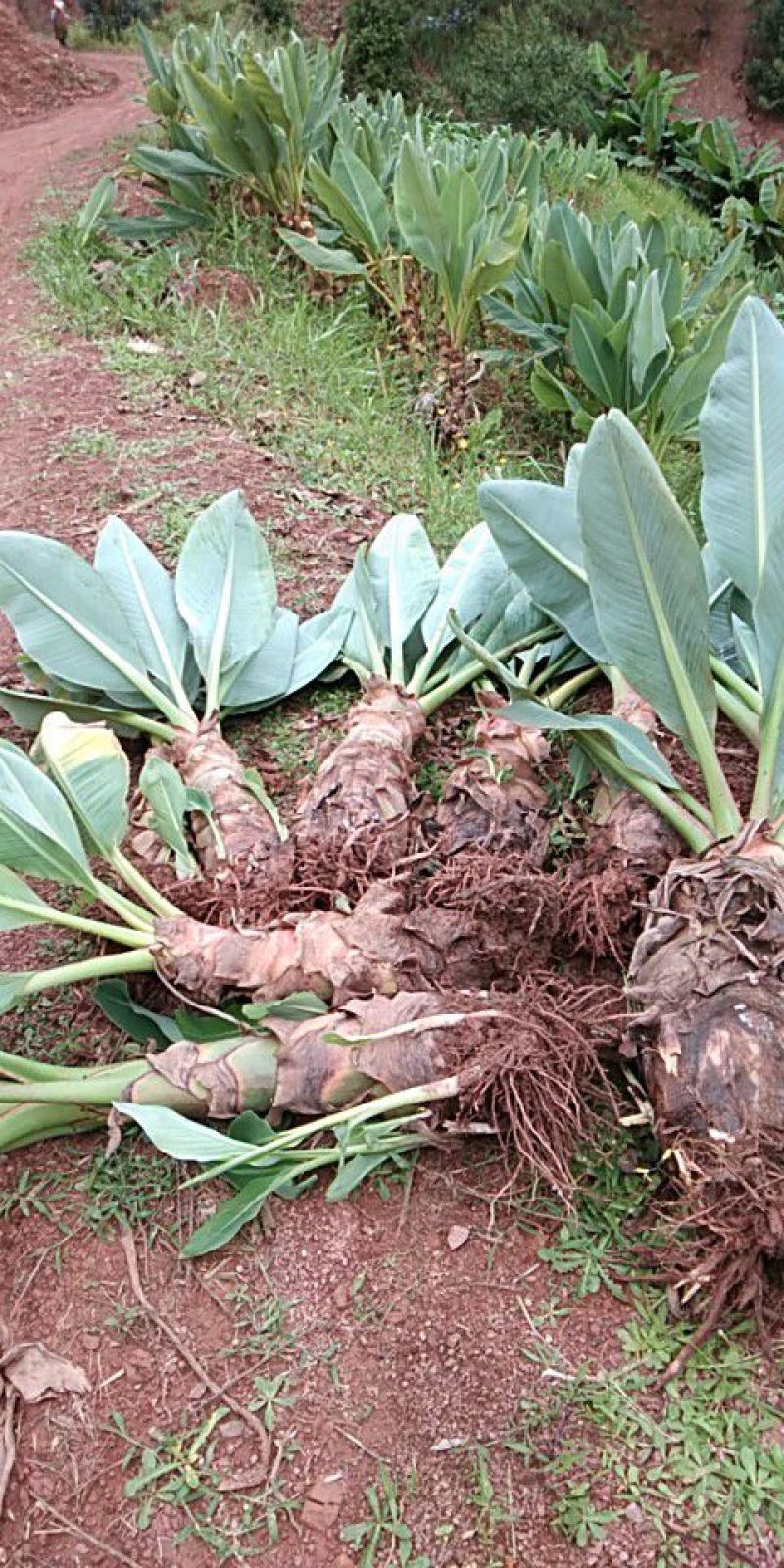花卉苗木地涌金莲千瓣莲花货量有限喜欢的可以提前预定