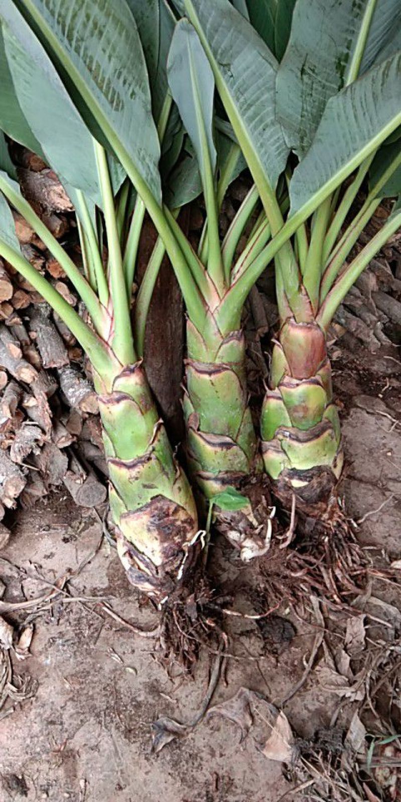 花卉苗木地涌金莲千瓣莲花货量有限喜欢的可以提前预定