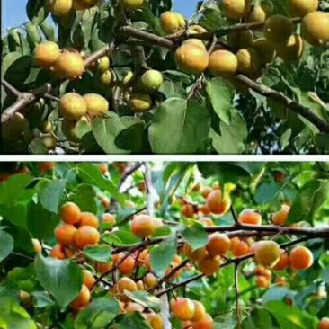 树上干杏