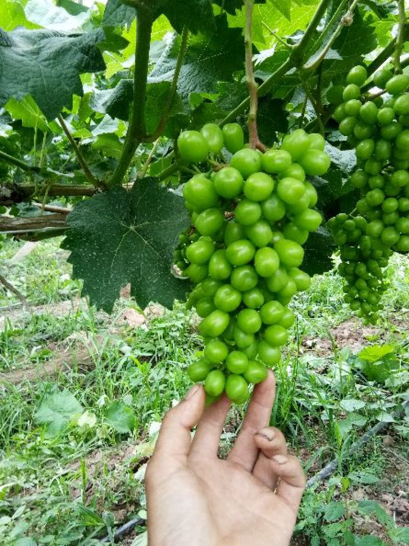 阳光玫瑰