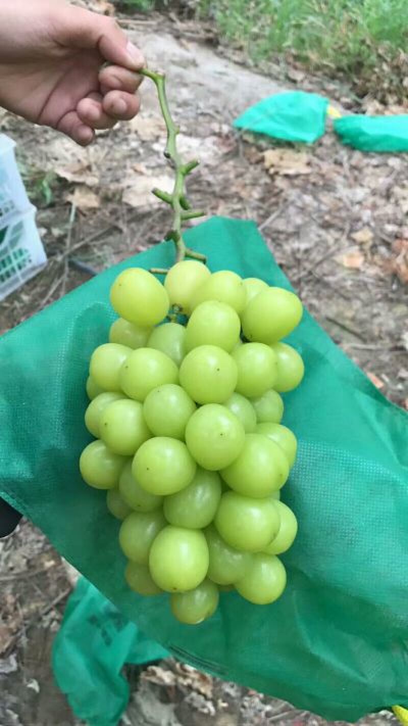阳光玫瑰