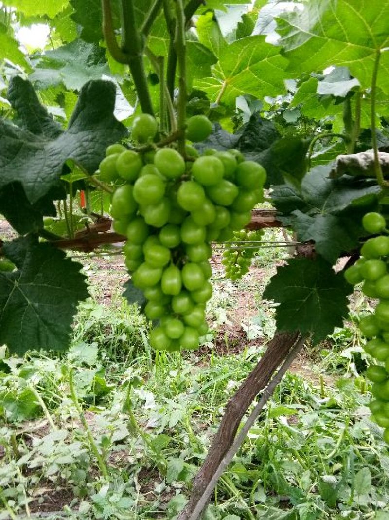 阳光玫瑰