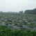芡实米芡实（野鸡头米）自产自销