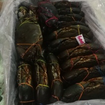 冻锯缘青蟹食用雄蟹
