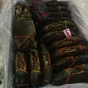 冻锯缘青蟹食用雄蟹