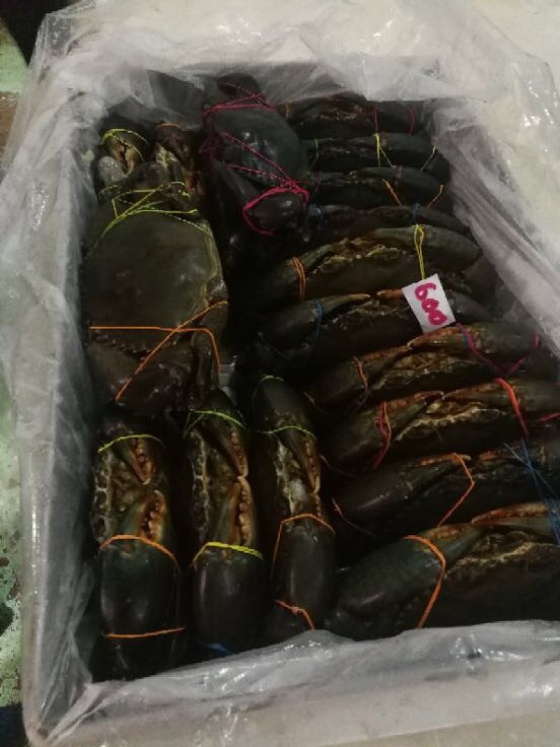 冻锯缘青蟹食用雄蟹
