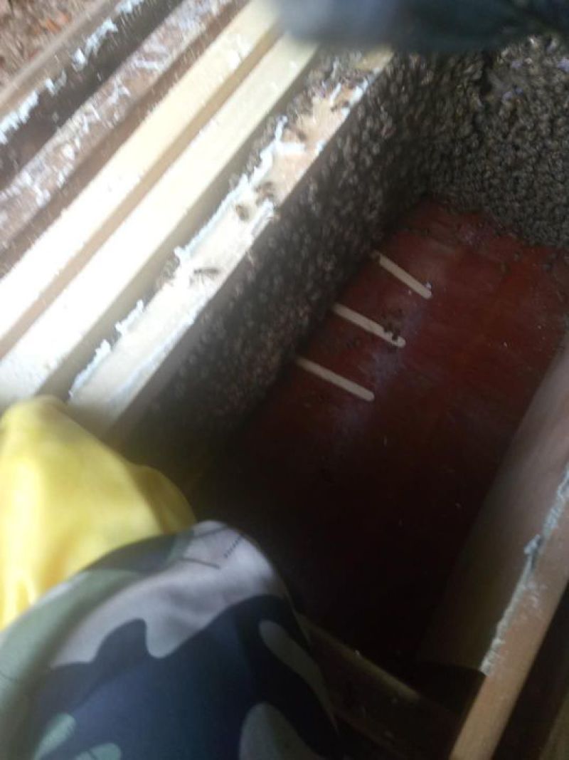 野生蜂蜜