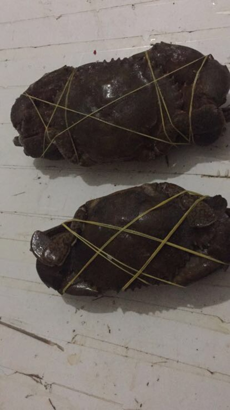 冻锯缘青蟹食用雄蟹