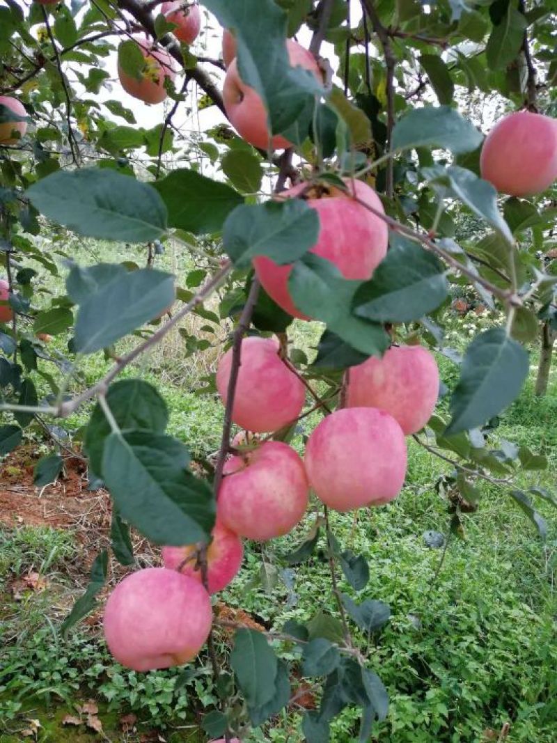 高原红富士苹果一件代发。