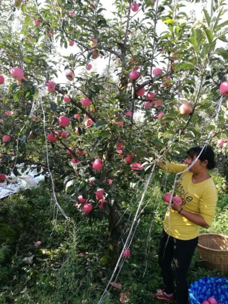 高原红富士苹果一件代发。