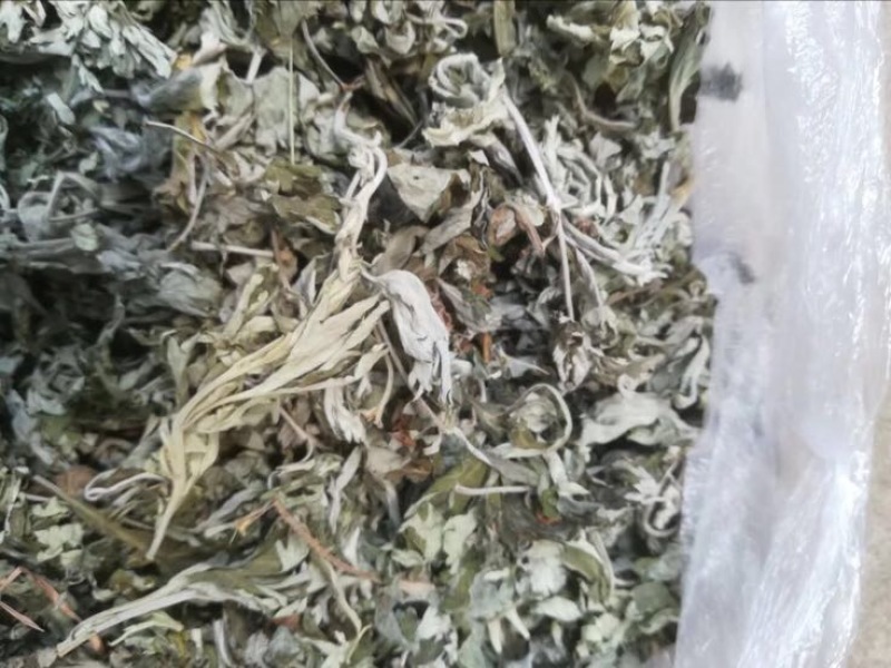 艾叶全叶统