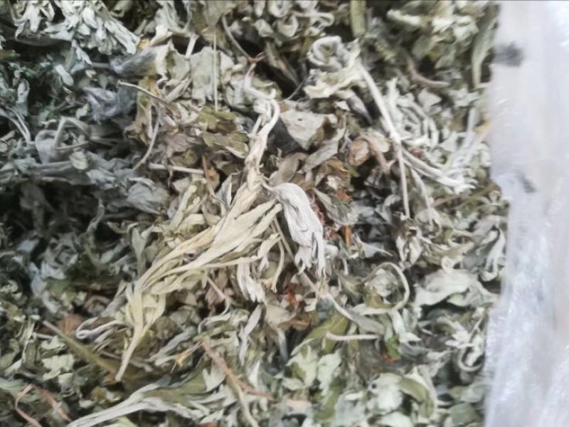 艾叶全叶统