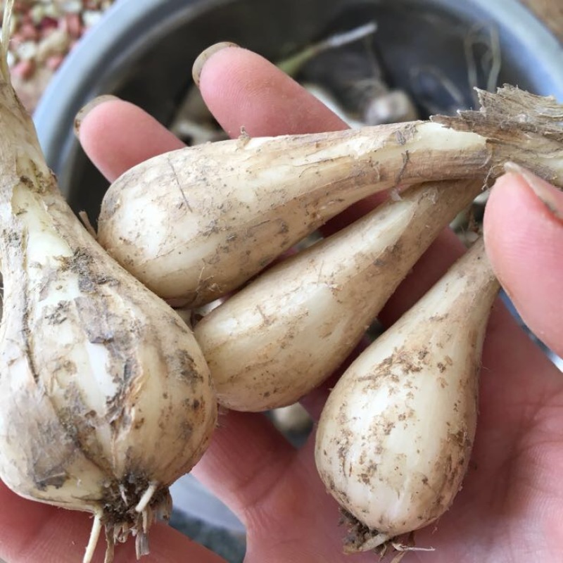 荞头新鲜藠头叫头3公分以上