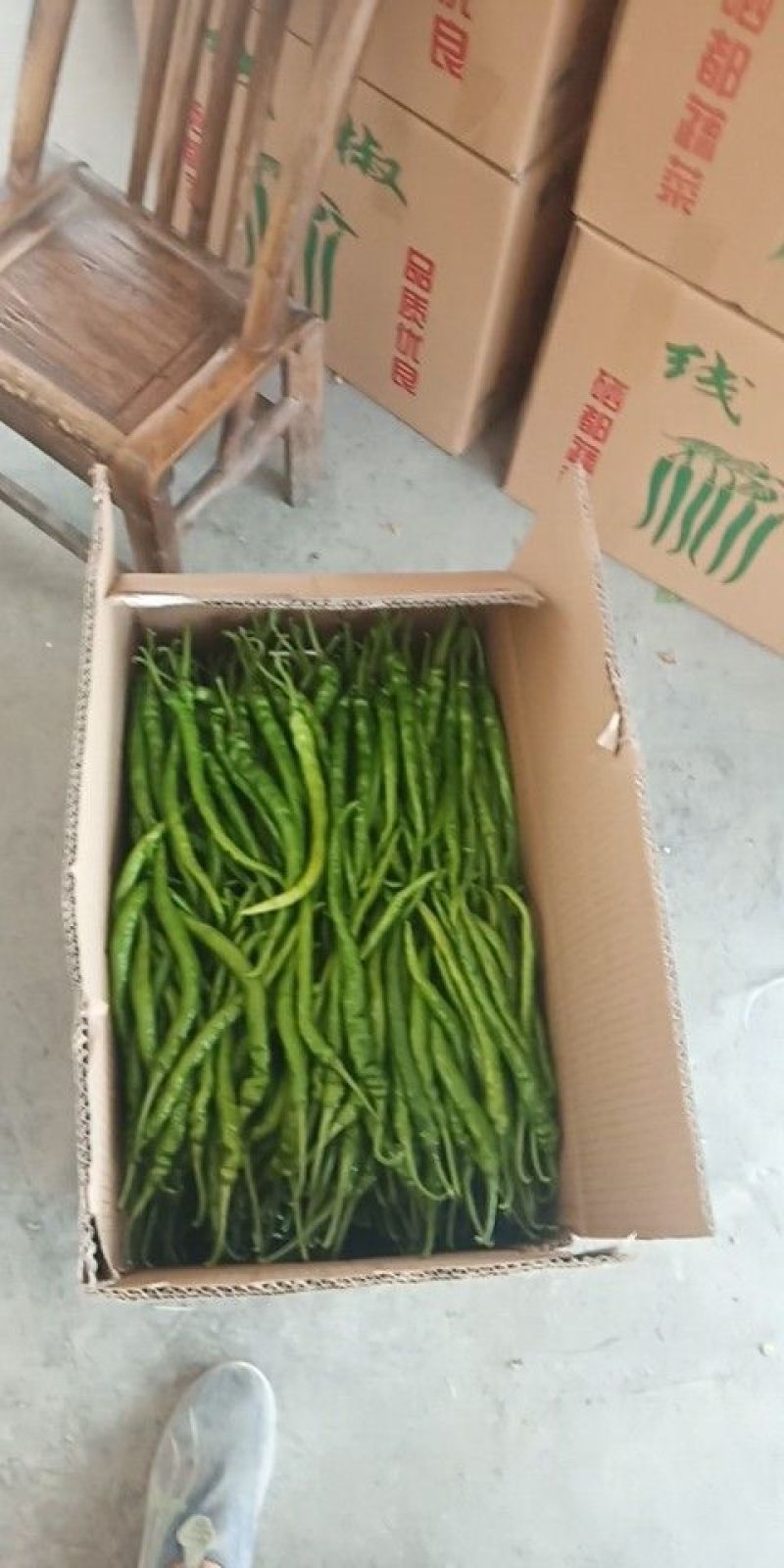 长线椒