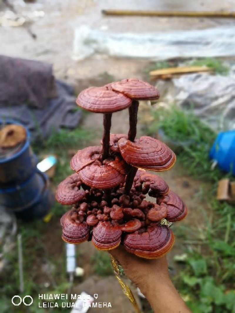 批发灵芝盆景，自产自销