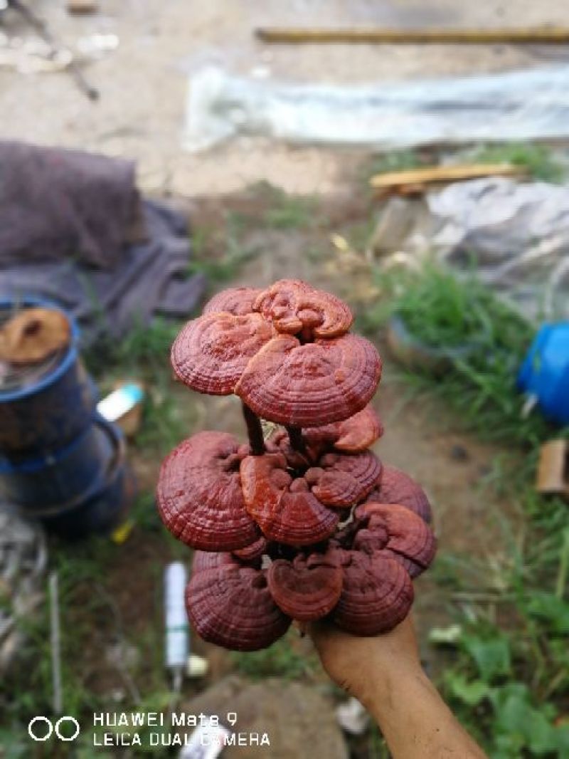 批发灵芝盆景，自产自销