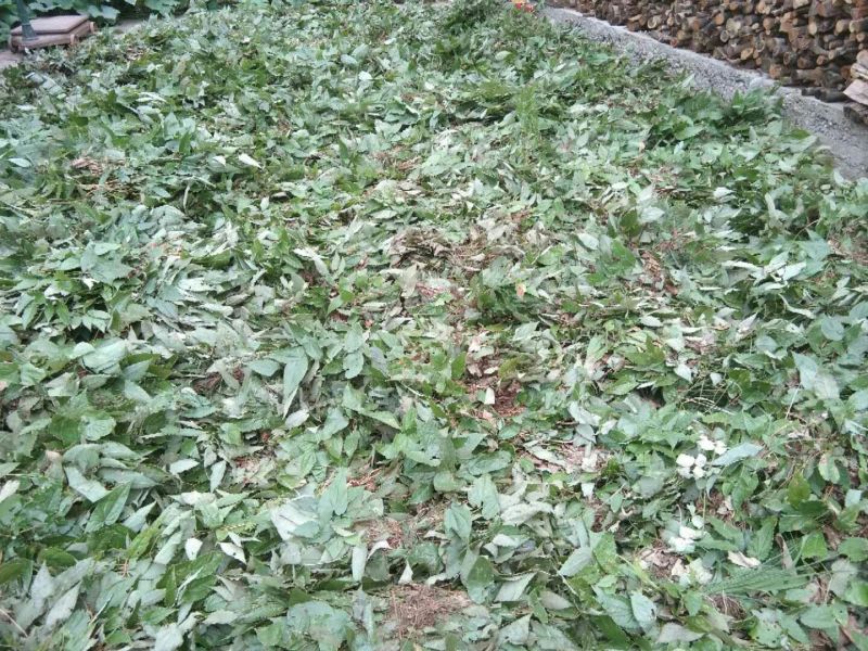 淫羊藿质量好，干货量大