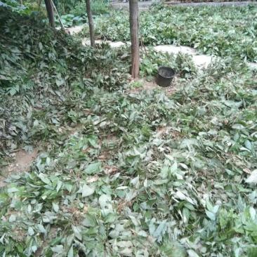 淫羊藿质量好，干货量大