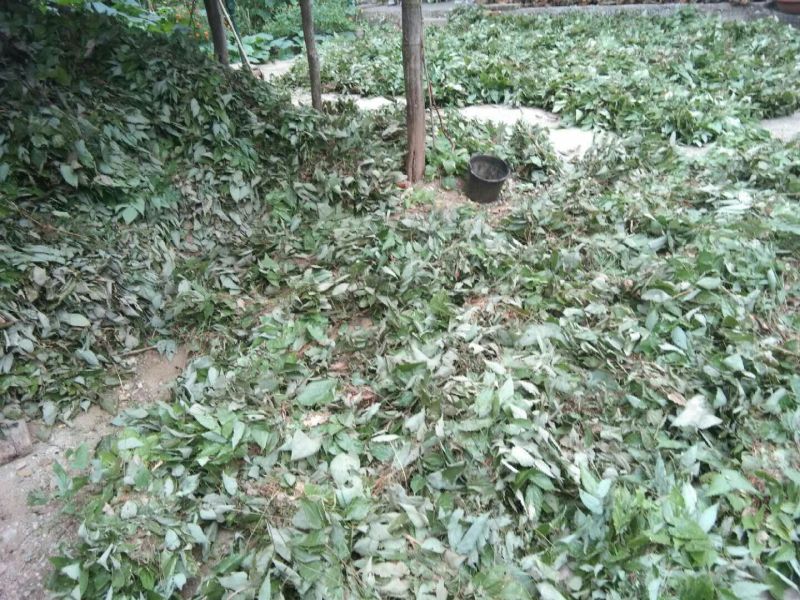 淫羊藿质量好，干货量大