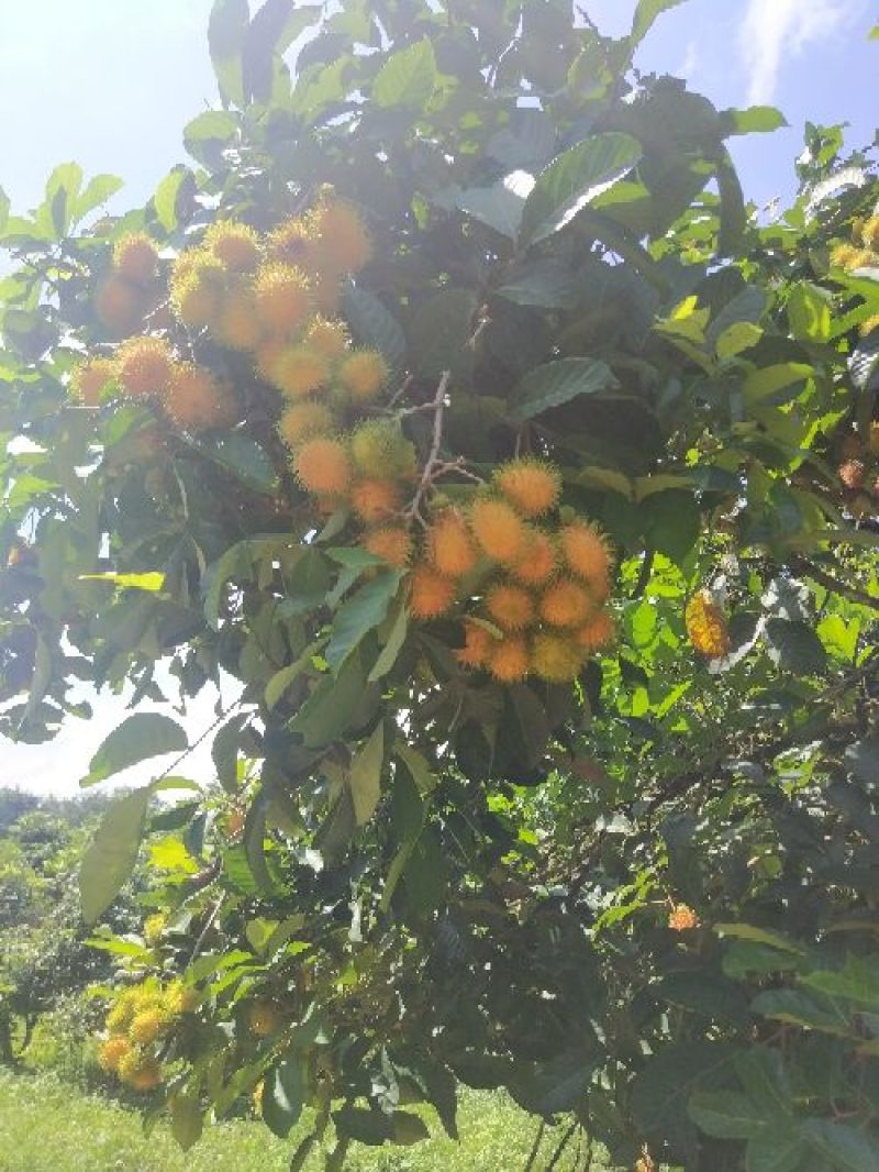 海南热带水果毛荔枝红毛丹基地直供