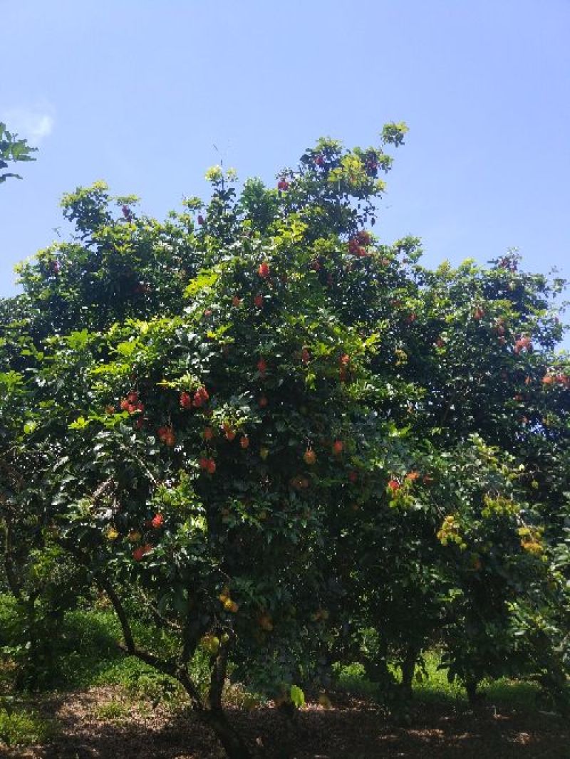 海南热带水果毛荔枝红毛丹基地直供
