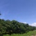 海南热带水果毛荔枝红毛丹基地直供