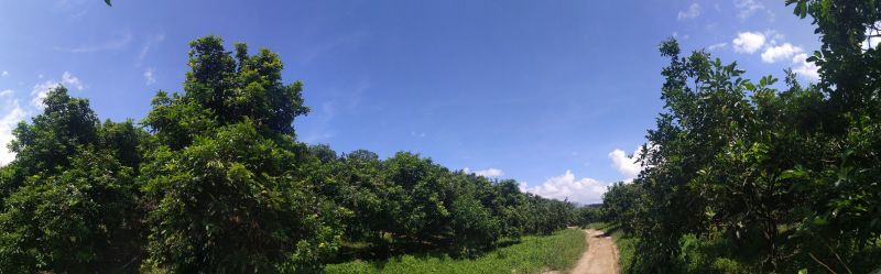 海南热带水果毛荔枝红毛丹基地直供