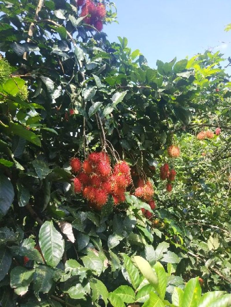 海南热带水果毛荔枝红毛丹基地直供