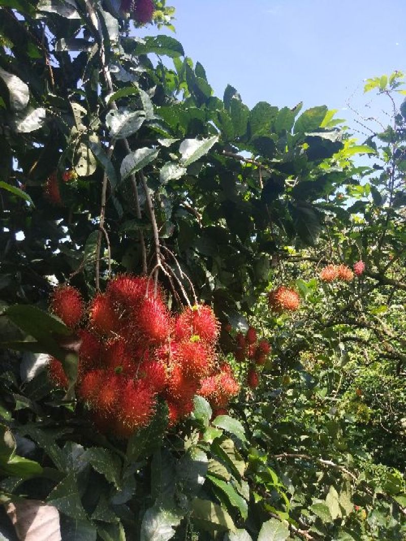 海南热带水果毛荔枝红毛丹基地直供
