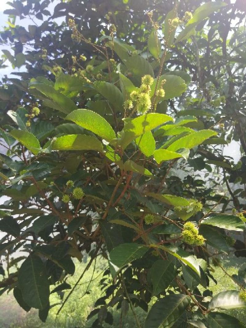 海南热带水果毛荔枝红毛丹基地直供