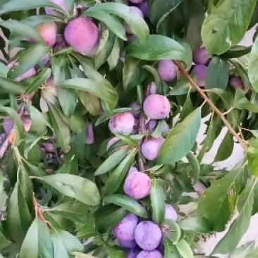 苍溪脆红李万亩基地实地考察大量低价上市