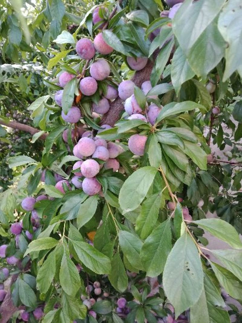 苍溪脆红李万亩基地实地考察大量低价上市