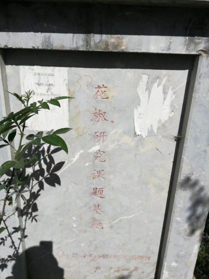 青花椒苗高产高抗寒抗锈病新品种青花椒改良嫁接苗
