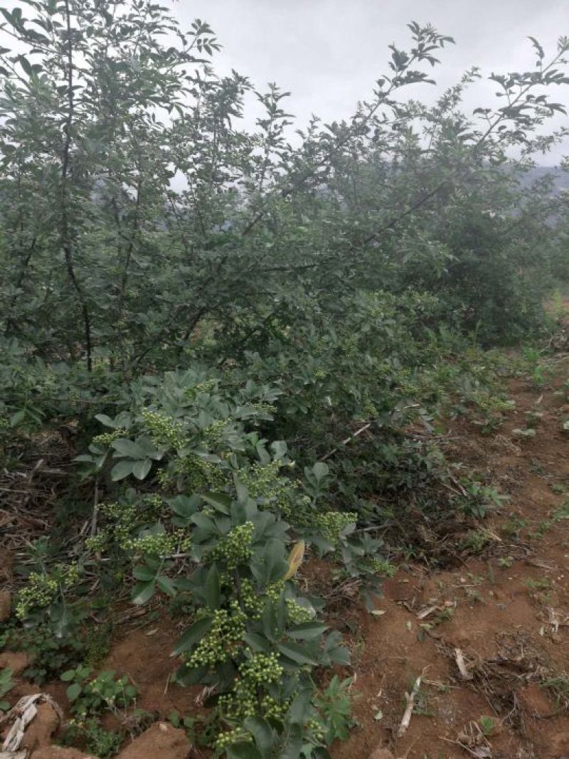 青花椒苗高产高抗寒抗锈病新品种青花椒改良嫁接苗