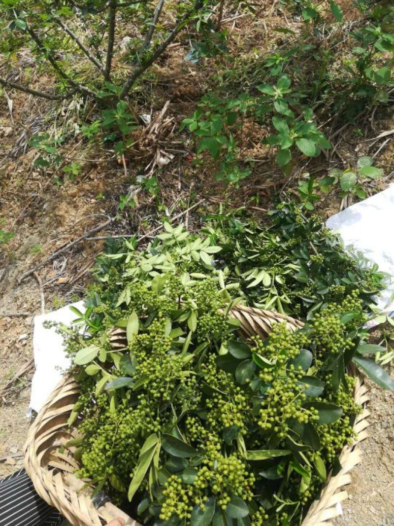 青花椒苗高产高抗寒抗锈病新品种青花椒改良嫁接苗