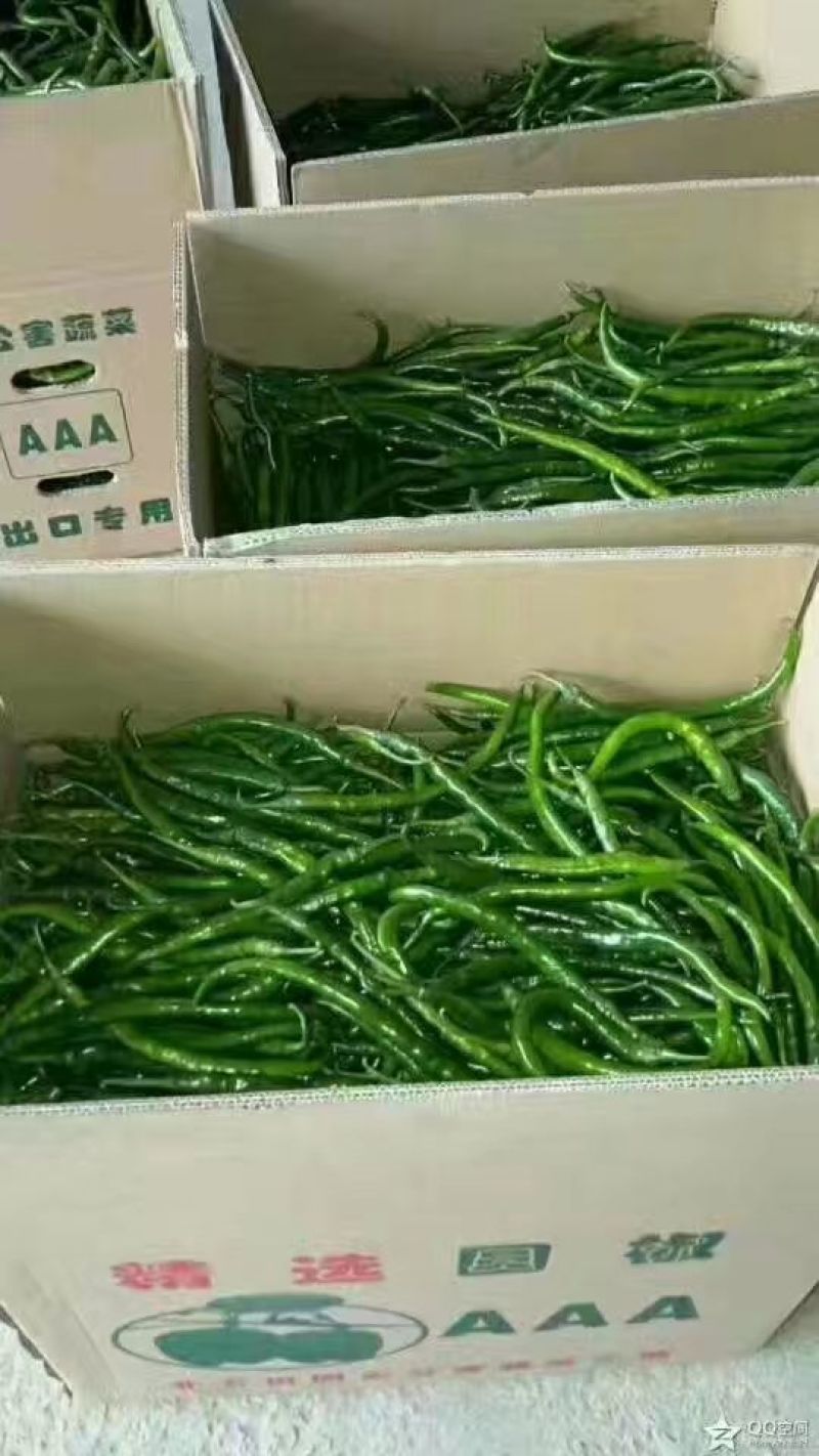 《精品》青线椒基地直供质量保证欢迎来电下单