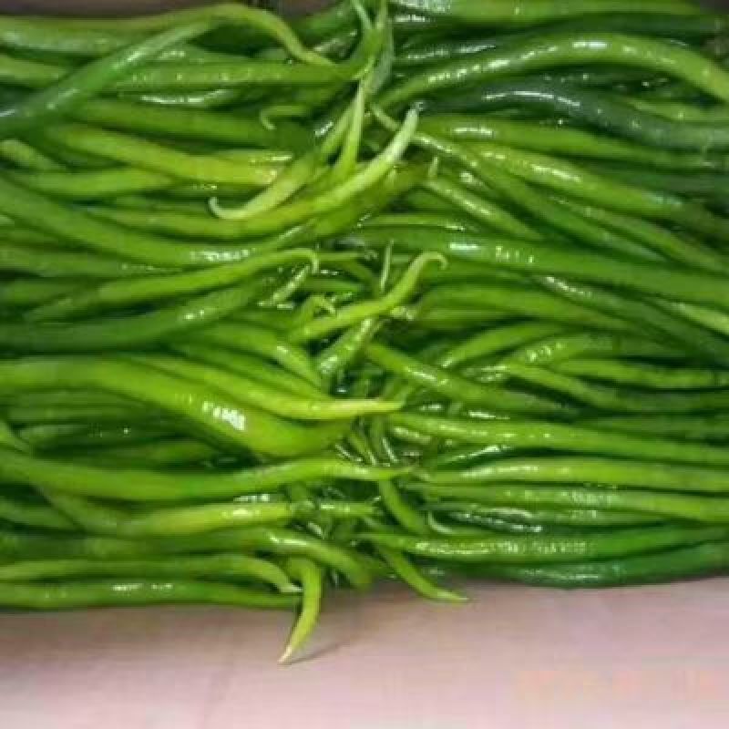 《精品》青线椒基地直供质量保证欢迎来电下单