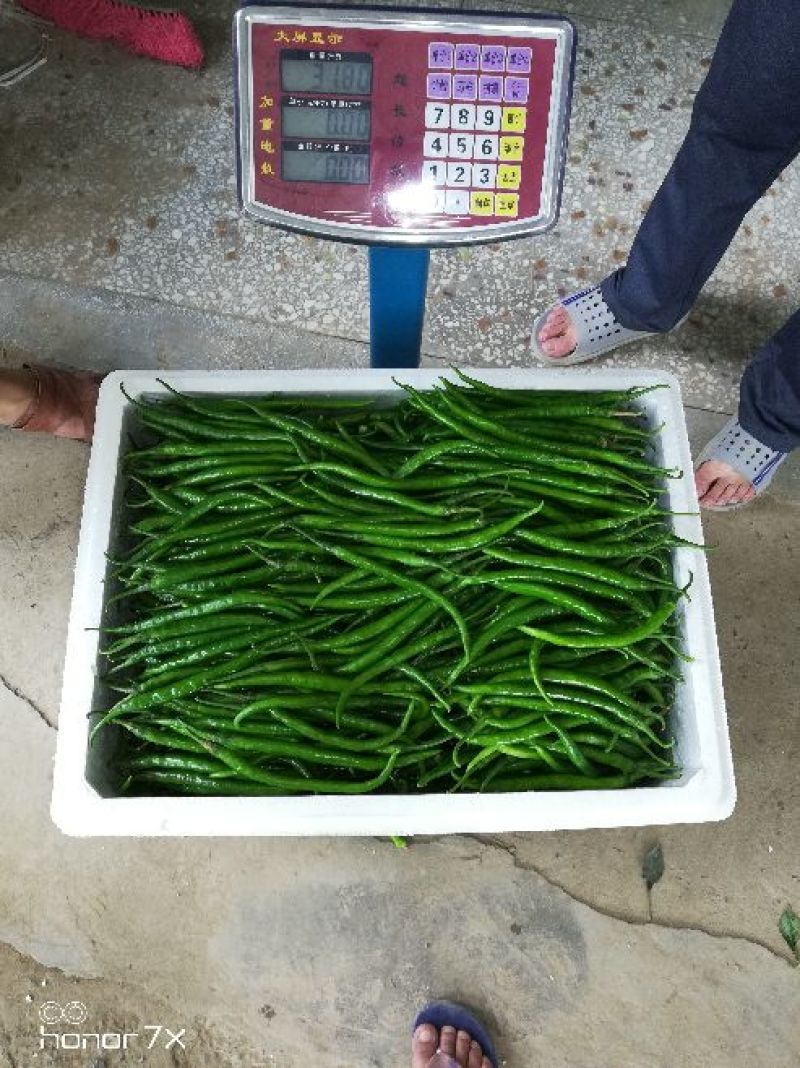 线椒15~20厘米中辣青