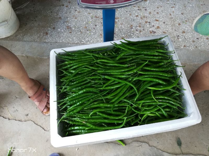 线椒15~20厘米中辣青