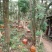福建百花蜂蜜