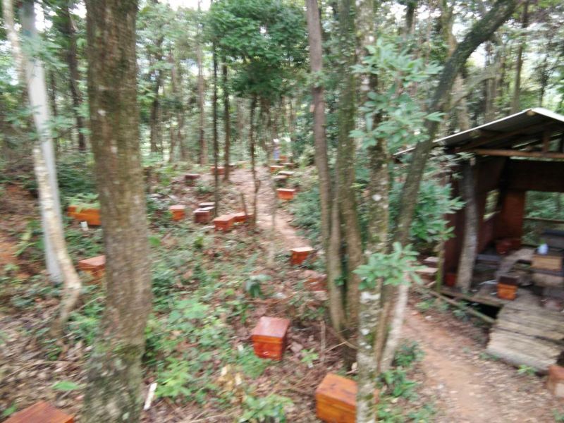 福建百花蜂蜜
