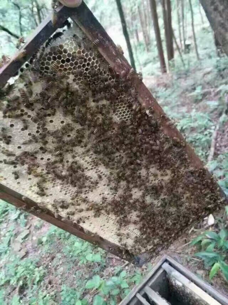 福建百花蜂蜜