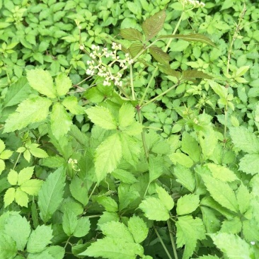 贵州高山野生绞股蓝