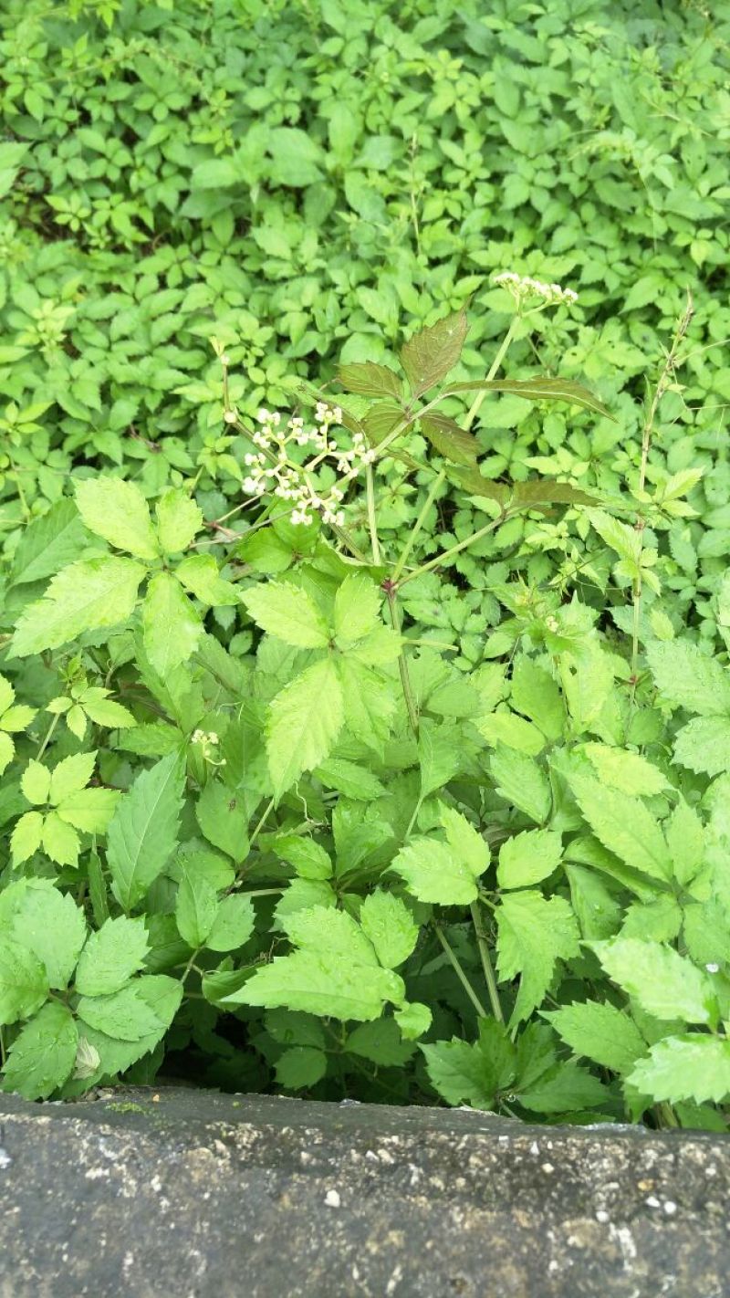 贵州高山野生绞股蓝