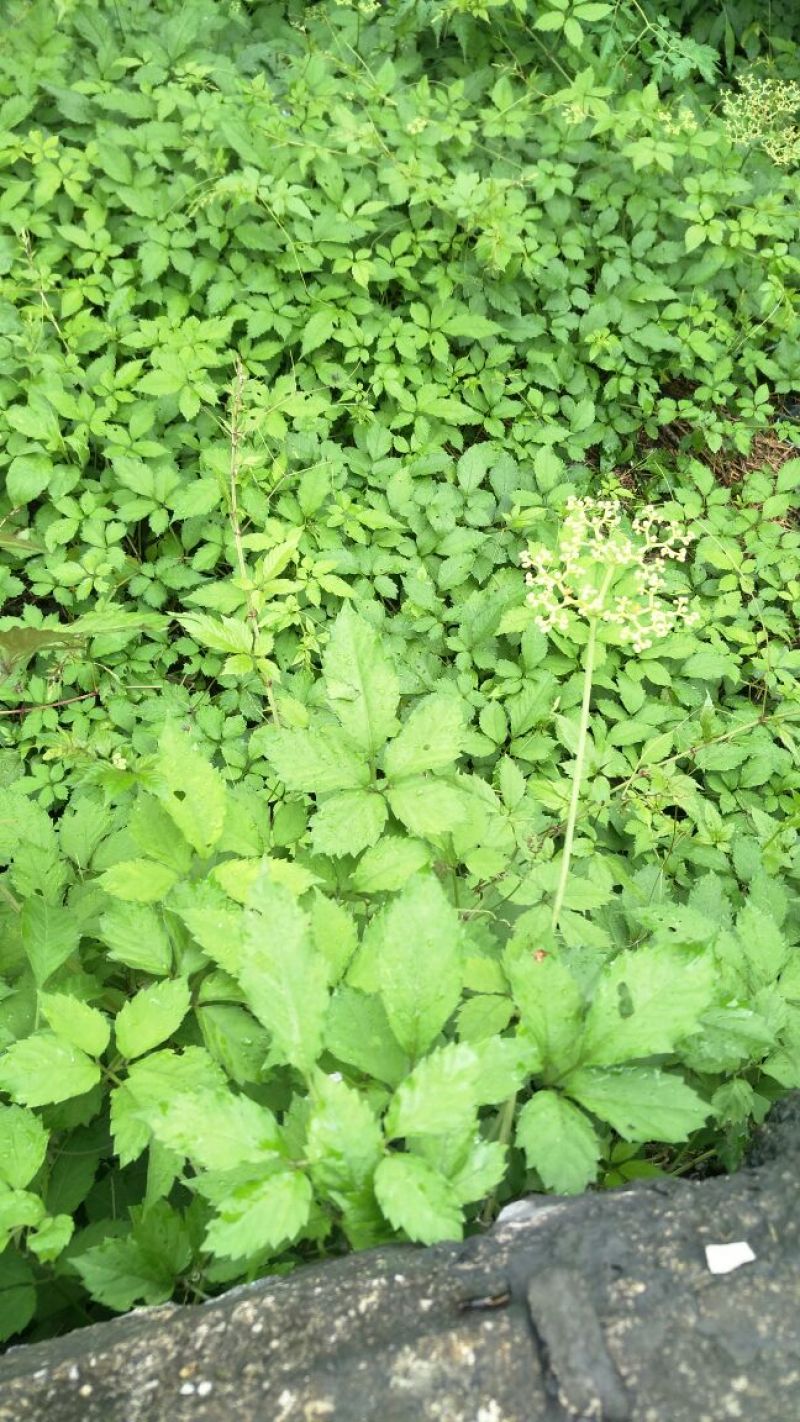 贵州高山野生绞股蓝