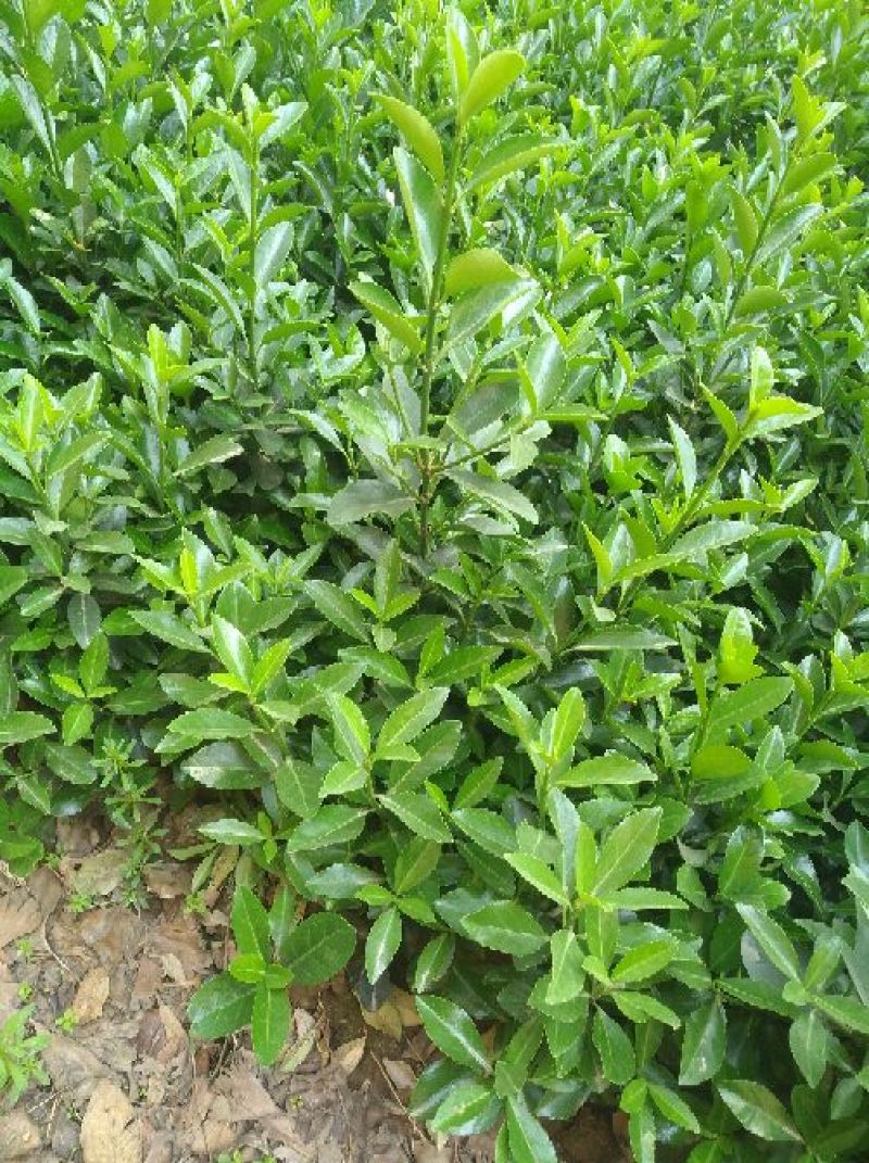 长期供应栾树，冬青