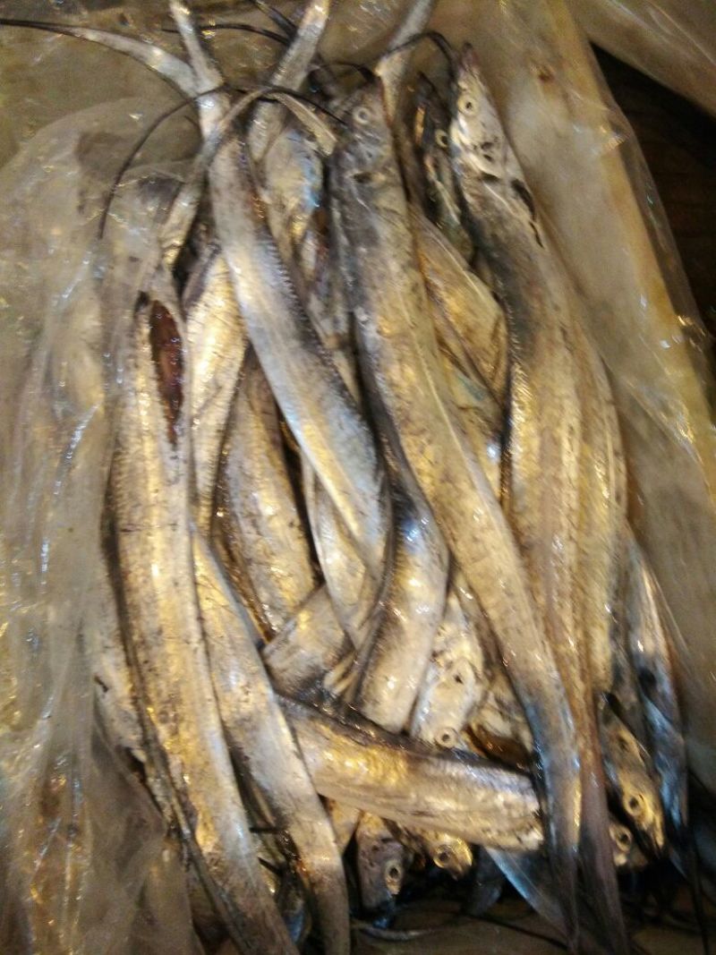 东海带鱼