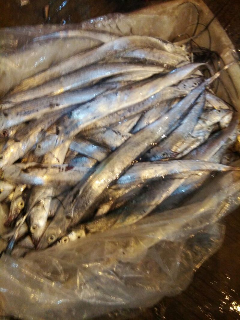 东海带鱼
