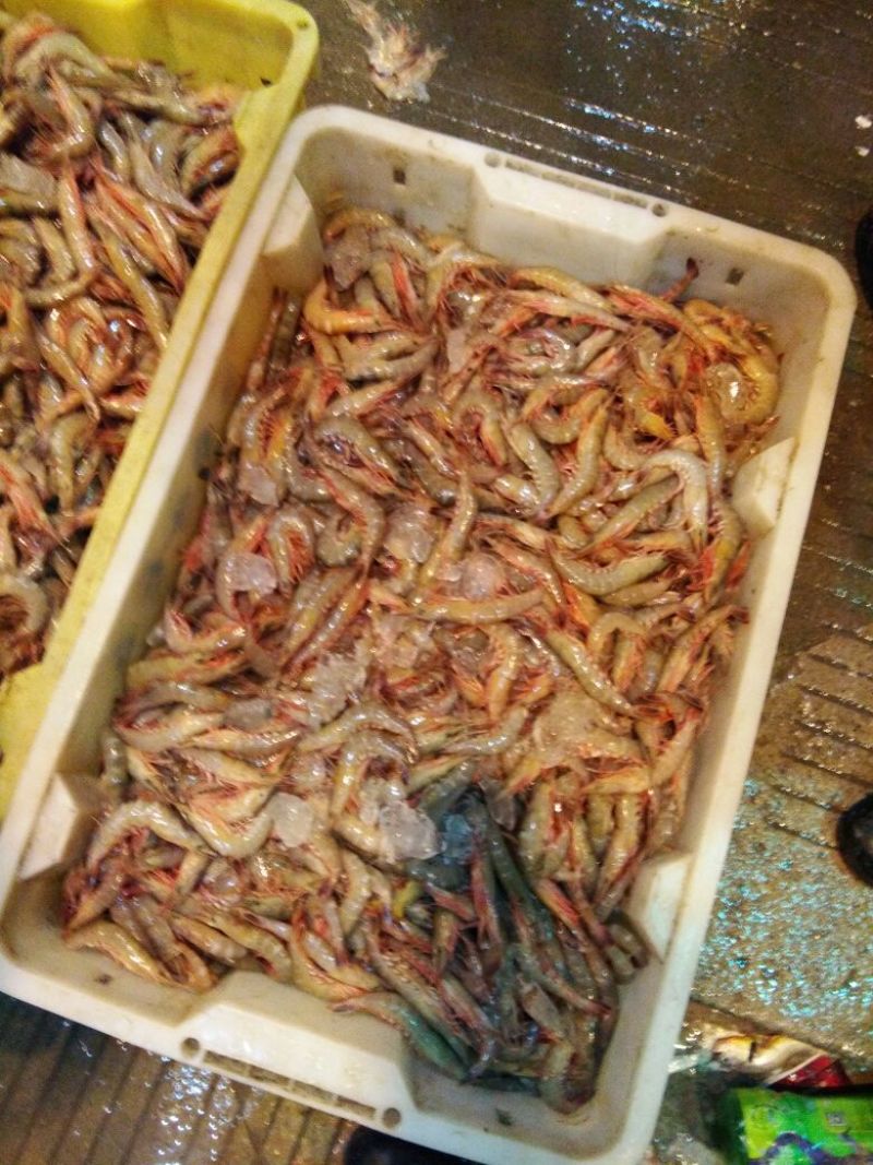 剑虾
